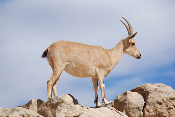 Ibex in the Negev desert in Mitzpe Ramon on the rim of the crater Machtesh Ramon, wildlife in Israel, Ein Gedi