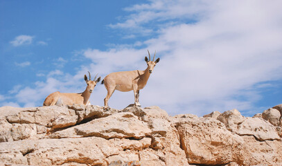 Ibex in the Negev desert in Mitzpe Ramon on the rim of the crater Machtesh Ramon, wildlife in Israel
