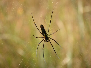 spider on a web