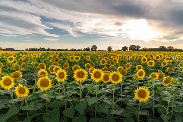 Beautiful romantic field of sunflowers in a summer sunset