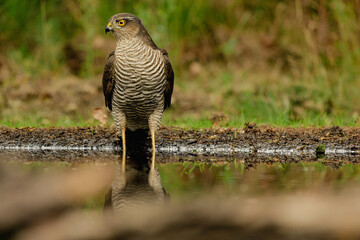 The Eurasian sparrowhawk (Accipiter nisus), also known as the northern sparrowhawk or the sparrowhawk looking curious while standing in the water