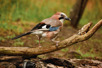 Close up of a Eurasian jay (Garrulus glandarius) eating and looking curious