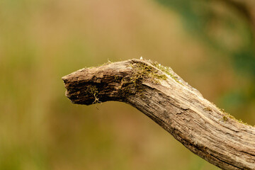 Dry tree branch with a blurry background 