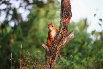 Eurasian red squirrel (Sciurus vulgaris) climbing a old tree branch and looking curious for food