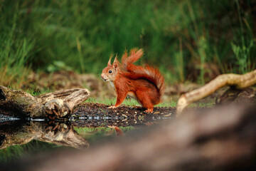 Squirrel looking around beautiful side view with the furry tail curled at his back drinking water