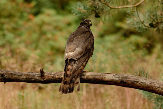 Back side of an Eurasian sparrow hawk (Accipiter nisus), also known as the northern sparrowhawk or the sparrowhawk sitting on a dry tree branch
