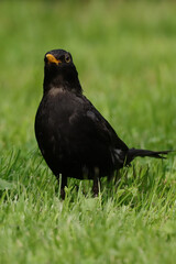 Merle noir (Turdus merula)