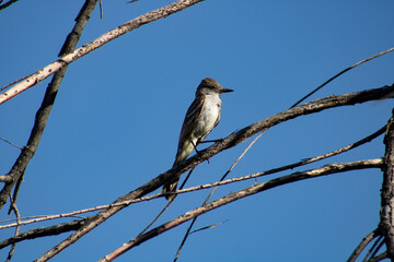 Ash-Throated Fly Catcher perched on a branch against blue sky