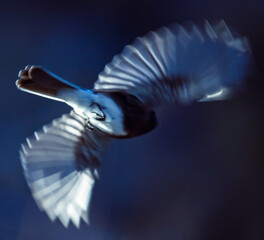 Motion blurred photo of a Black Phoebe in flight