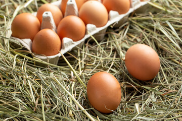 Chicken eggs in a tray and in hay.