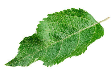 Green leaf on isolated white background.