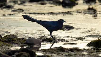 Great-tailed Grackle down by the Salt River in Arizona