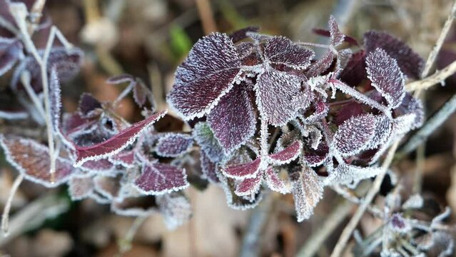 Focus pull of january winter frost on plants 