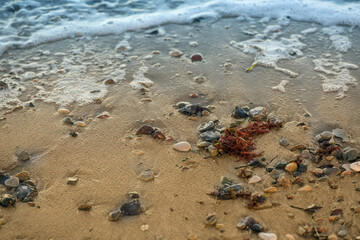 Wet beach sand with some pebbles, algae and blurry water waves on the sea, background concept for tourism and environment themes, copy space, selected focus