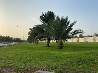 Fototapeta premium palm trees on the roadside