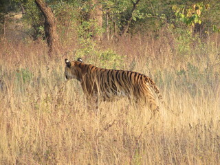 TIGER ON HUNT