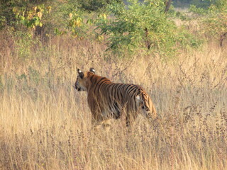 TIGER ON HUNT