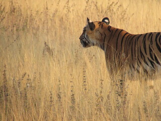 TIGER ON HUNT