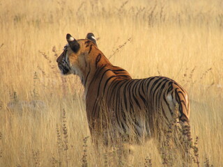 TIGER ON HUNT
