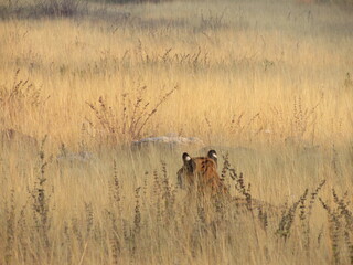 TIGER ON HUNT