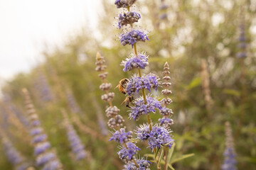Two Bees in purple flowers