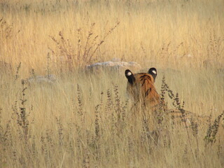 TIGER ON HUNT