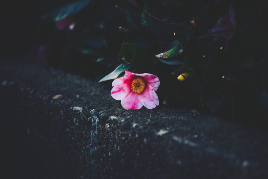 Blooming on the fence