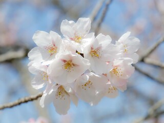 白桜