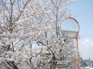 桜とカーブミラー