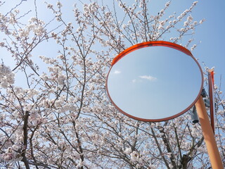 桜とカーブミラー