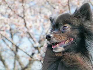 桜と黒ポメラニアン