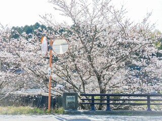 カーブミラーと桜