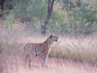 TIGER ON HUNT