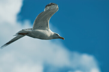 crow seagulls seaside stand still