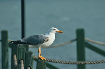 crow seagulls seaside stand still