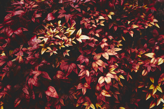 Winter leaves background