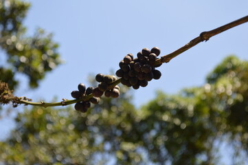 branch of a tree