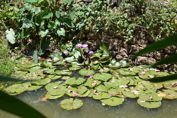water lilies in the pond