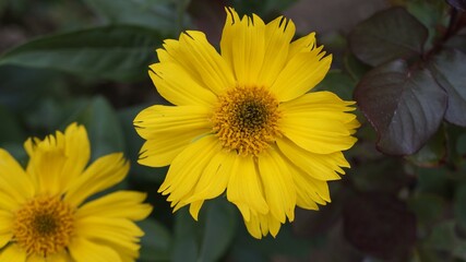yellow flower in the garden