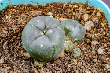 Lophophora williamsii cactus - obrazy, fototapety, plakaty