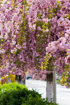 pink flowers of sakura. romantic japanese tree in spring season. beautiful floral nature background