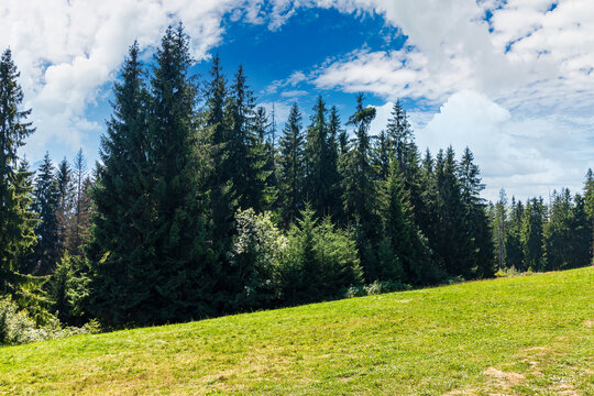 spruce forest on a sunny day. scenic summer landscape of natural park in poland. green outdoor nature environment. high tatra ridge in the distance beneath a gorgeous sky with clouds