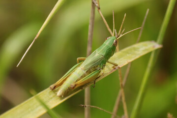 Criquet des pâtures (Pseudochorthippus parallelus)