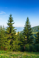 Fototapeta na wymiar fir forest on the hill. beautiful nature scenery on a sunny morning. scenic carpathian mountain landscape. green environment in summer. blue sky with fluffy white clouds