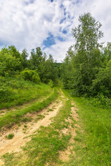 countryside dirt road in to the forest. green nature landscape in summer. grass on the meadow by the road. beautiful scene of natural park in summer. sky with clouds on a sunny day