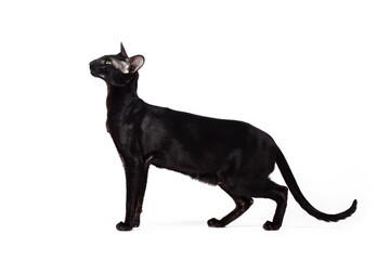 Oriental black cat walking isolated on white background.