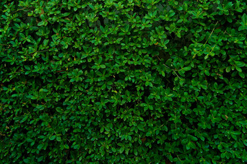 Obraz premium Eukien tea made to wall. Creeping foliage plants make walls or fences to decorate the garden. for background and textured.