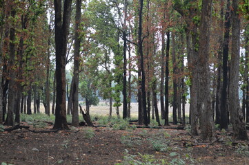 trees in the forest