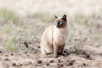 Thai cat with blue eyes sitting outdoors on the sand at nature in summer