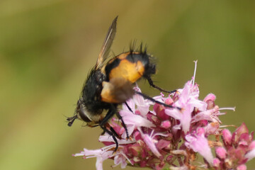 Nowickia ferox